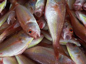 poisson